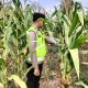 Bhabinkamtibmas Polsek Madang Suku I Pantau Pertumbuhan Jagung Warga, Wujud Dukungan Swasembada Pangan