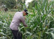 Polsek BP Peliung Intensif Pantau Pertumbuhan Jagung, Wujud Nyata Dukungan terhadap Ketahanan Pangan Nasional