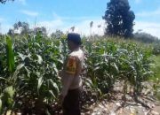 Bhabinkamtibmas Polsek BP Peliung Perkuat Ketahanan Pangan Lewat Pendampingan Rutin Lahan Jagung Binaan