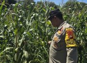 Monitoring Lahan Jagung Terus Digencarkan, Bhabinkamtibmas Polsek BP Peliung Pastikan Tanaman Tumbuh Optimal