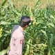 Kasium Polsek BP Peliung Monitoring Lahan Jagung Binaan, Pastikan Program Ketahanan Pangan Berjalan Optimal
