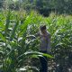 Kasium Polsek BP Peliung Tinjau Lahan Jagung di Desa Negeri Agung, Dorong Pemanfaatan Lahan Kosong untuk Ketahanan Pangan