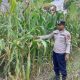 Kanit Bimas Polsek BP Peliung Tinjau Lahan Jagung di Pulau Negara, Pastikan Pertumbuhan Tanaman Maksimal