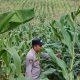 Kasium Polsek BP Peliung Monitoring Lahan Jagung di Desa Bantan, Dorong Produktivitas Petani