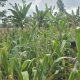 Polsek BP Peliung Perkuat Pendampingan Petani, Kanit Patroli Monitoring Lahan Jagung di Desa Pulau Negara