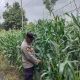 Polisi Bersama Petani Pantau Pertumbuhan Jagung di Desa Bantan Pelita, Perkuat Ketahanan Pangan Nasional