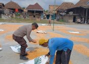 Kapolsek BP Peliung Dampingi Petani Salurkan Hasil Panen Jagung ke Bulog, Dukung Stabilitas Harga