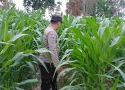 Bhabinkamtibmas Polsek BP Peliung Pantau Pertumbuhan Jagung di Lahan Ketahanan Pangan Seluas Satu Hektare