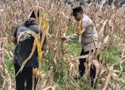 Bhabinkamtibmas Desa Srimulyo Tanam Jagung Hibrida, Wujud Dukungan Polri terhadap Ketahanan Pangan