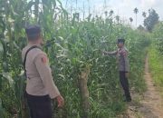 Optimalkan Lahan Kosong, Polsek Buay Pemuka Peliung Intensif Pantau Pertumbuhan Jagung Ketahanan Pangan