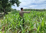 Kanit Bimas Polsek Buay Pemuka Peliung Pastikan Pertumbuhan Jagung Optimal di Lahan Ketahanan Pangan