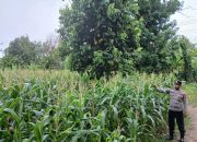 Pantau Lahan Jagung di Desa Pahang Asri, Kanit Bimas Polsek Buay Pemuka Peliung Perkuat Program Ketahanan Pangan