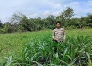 Rutin Dampingi Petani, Kanit Bimas Polsek Buay Pemuka Peliung Cek Pertumbuhan Jagung di Desa Bantan