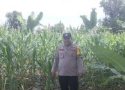 Bhabinkamtibmas Polsek Buay Pemuka Peliung Intensif Pantau Pertumbuhan Jagung di Desa Pulau Negara