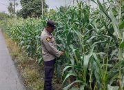 Bhabinkamtibmas Desa Bantan Pelita Aktif Dampingi Petani, Pertumbuhan Jagung Terus Dipantau