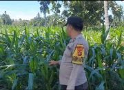 Monitoring Rutin Tanaman Jagung, Kanit Bimas Polsek Buay Pemuka Peliung Dorong Produktivitas Petani