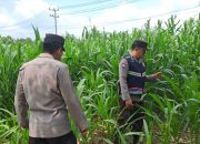 Bhabinkamtibmas Polsek BP Peliung Intensif Pantau Pertumbuhan Jagung, Perkuat Ketahanan Pangan Nasional