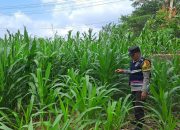 Optimalkan Lahan Kosong, Bhabinkamtibmas Polsek BP Peliung Pantau Pertumbuhan Jagung di Desa Banu Ayu