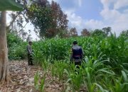 Kasium Polsek BP Peliung Rutin Awasi Pertumbuhan Jagung di Desa Bantan, Wujud Dukungan Ketahanan Pangan