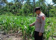 Monitoring Rutin Lahan Jagung, Brigpol Willy Dorong Pemanfaatan Lahan Kosong di Desa Negeri Agung