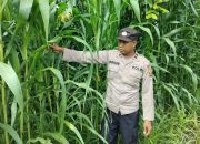 Kanit Bimas Polsek BP Peliung Tinjau Pertumbuhan Jagung di Desa Banu Mas, Dukung Swasembada Pangan