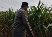 Polsek BP Peliung Perkuat Pendampingan Petani, Brigpol Willy Monitoring Lahan Jagung di Desa Negeri Agung