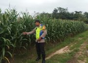 Bhabinkamtibmas Polsek Madang Suku I Cek Pertumbuhan Jagung, Dukung Ketahanan Pangan di Bangsa Negara