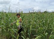 Polsek Madang Suku I Pantau Lahan Jagung 1 Hektare, Perkuat Dukungan Ketahanan Pangan