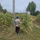 Polisi Dorong Pemanfaatan Lahan Kosong, Pertumbuhan Jagung di Pulau Negara Terus Dipantau