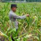 Kanit Binmas BP Peliung Pantau Kebun Jagung, Dorong Warga Optimalkan Lahan Kosong