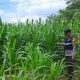 Bhabinkamtibmas Dampingi Petani, Lahan Kosong di Banu Ayu Disulap Jadi Kebun Jagung