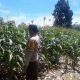 Bhabinkamtibmas Polsek BP Peliung Ajak Warga Produktif Kelola Lahan, Jagung di Banu Ayu Terus Dipantau