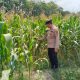 Aiptu Rusmiyadi Cek Lahan Jagung di Pulau Negara, Polsek BP Peliung Perkuat Ketahanan Pangan