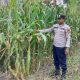 Polsek BP Peliung Dorong Ketahanan Pangan Lewat Pemanfaatan Lahan Kosong untuk Tanaman Jagung