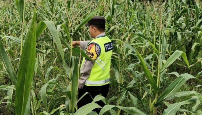 Dukung Ketahanan Pangan, Polsek Madang Suku I Pantau Perkembangan Lahan Jagung