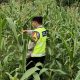 Dukung Ketahanan Pangan, Polsek Madang Suku I Pantau Perkembangan Lahan Jagung