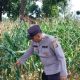 Brigpol Willy Pantau Lahan Jagung di Banu Mas, Polsek BP Peliung Dorong Ketahanan Pangan