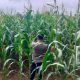 Lahan Kosong di Desa Banu Mas Dimanfaatkan untuk Tanaman Jagung, Polsek BP Peliung Lakukan Monitoring