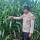 Dukung Ketahanan Pangan, Kanit Bimas BP Peliung Pantau Jagung di Desa Bantan Pelita