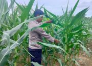 Bhabinkamtibmas BP Peliung Pantau Pertumbuhan Jagung di Lahan Ketahanan Pangan