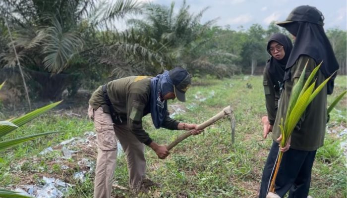KKN 11 UNUHA Tanam Pohon Kelapa di Pesantren, Dorong Ketahanan Pangan Berkelanjutan