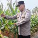 Brigpol Willy Pantau Tanaman Jagung di Pulau Negara, Polsek BP Peliung Dukung Ketahanan Pangan