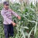 Polisi Dampingi Petani, Pertumbuhan Jagung di Pulau Negara Terus Dipantau