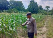 Polisi Cek Tanaman Jagung di Pulau Negara, Upaya Perkuat Ketahanan Pangan Terus Digencarkan
