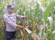 Pantau Lahan Jagung di Desa Saung, Polsek BP Peliung Perkuat Dukungan Ketahanan Pangan