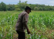 Dorong Swasembada Pangan, Polisi Cek Pertumbuhan Jagung di Lahan Warga BP Peliung