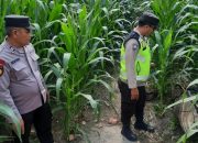 Polisi Pantau Pertumbuhan Jagung di Negeri Agung, Dukung Ketahanan Pangan Nasional