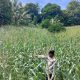 Lahan Kosong Produktif, Polisi Pantau Jagung di Negeri Agung untuk Dukung Ketahanan Pangan