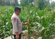 Polsek BP Peliung Pantau Pertumbuhan Jagung di Lahan Ketahanan Pangan Desa Bantan