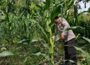 Dukung Ketahanan Pangan, Polsek BP Peliung Rutin Cek Tanaman Jagung di Desa Saung
